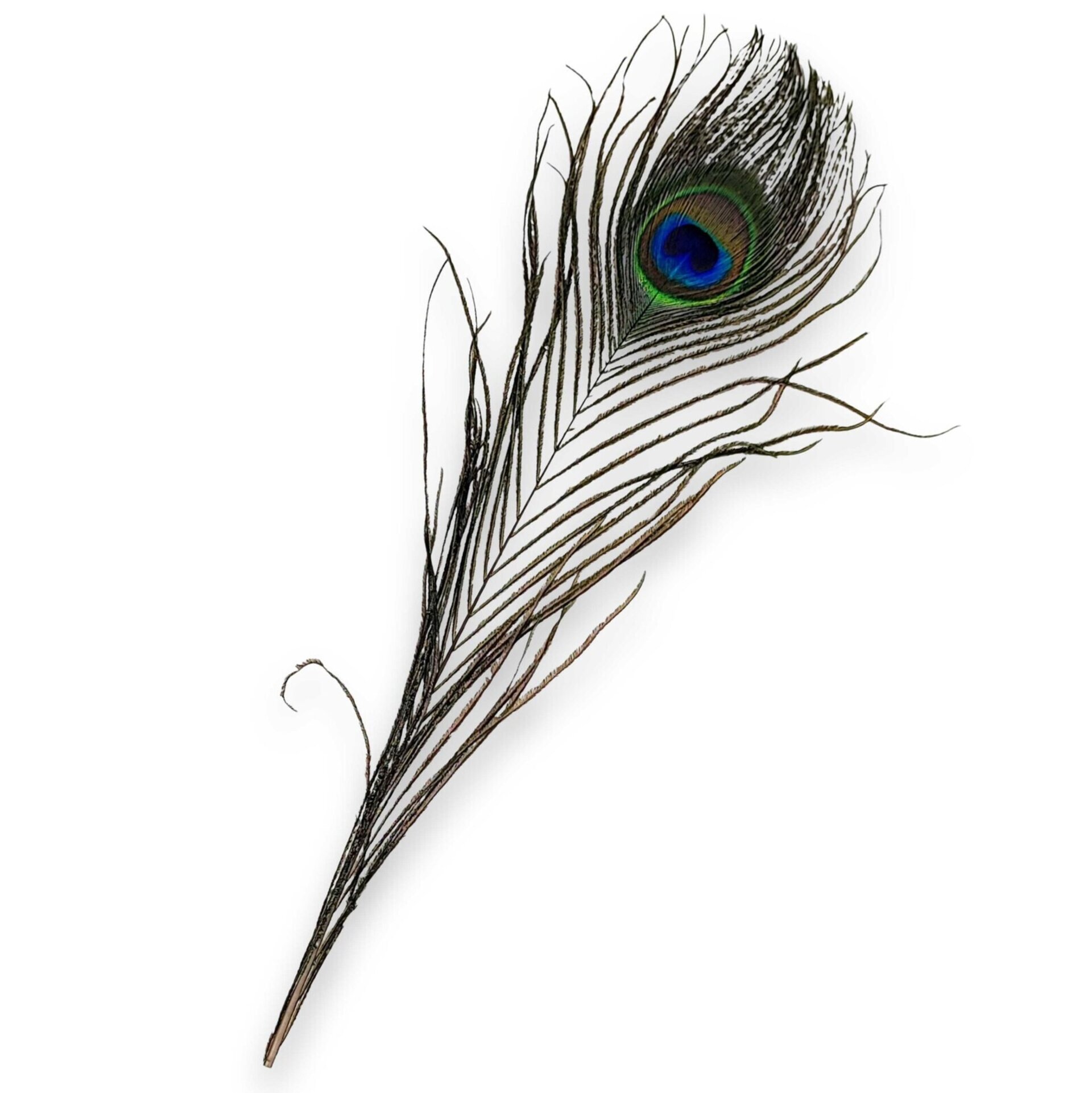 Pluma pavo real - 1